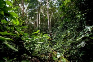 Germany's DAAD (the German Academic Exchange Service) will fund scholarships for applicants from developing countries to support for Masters Studies in Tropical Forestry: http://bit.ly/1N2oe5m